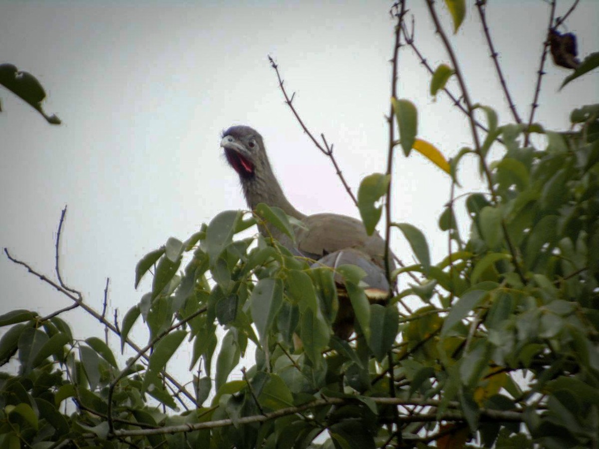 Rufous-vented Chachalaca - ML481580511