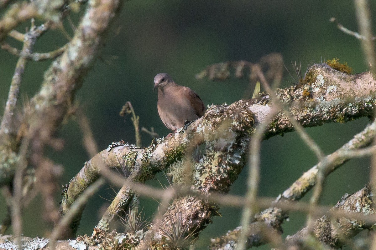 Ruddy Ground Dove - Michal Lukaszewicz