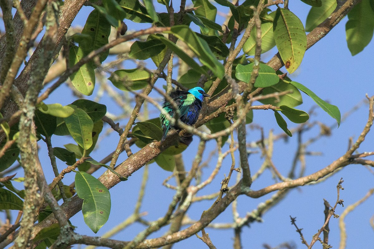 Blue-necked Tanager - Michal Lukaszewicz