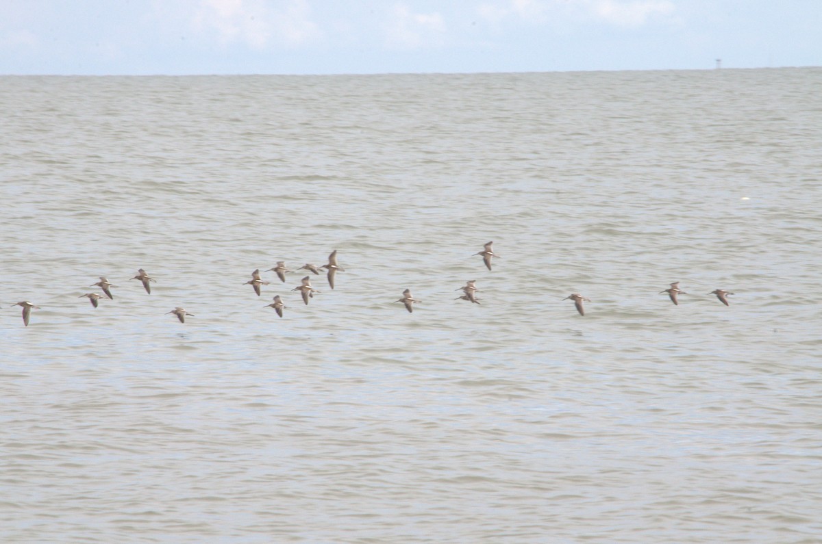 Short-billed Dowitcher - ML481581851