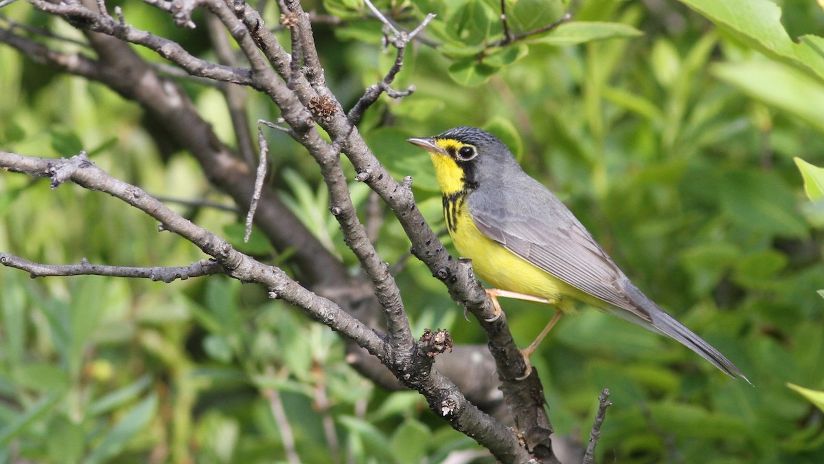 Canada Warbler - ML48158201