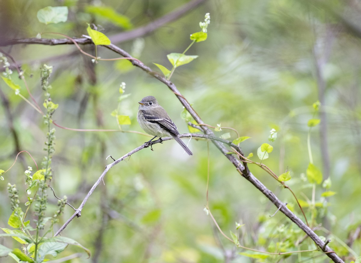 Least Flycatcher - ML481582821