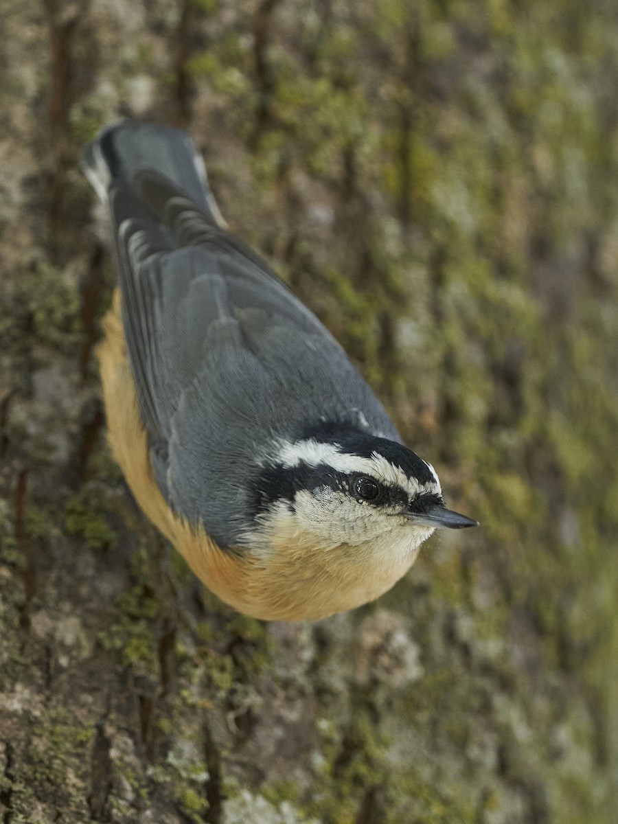 Red-breasted Nuthatch - ML481583381