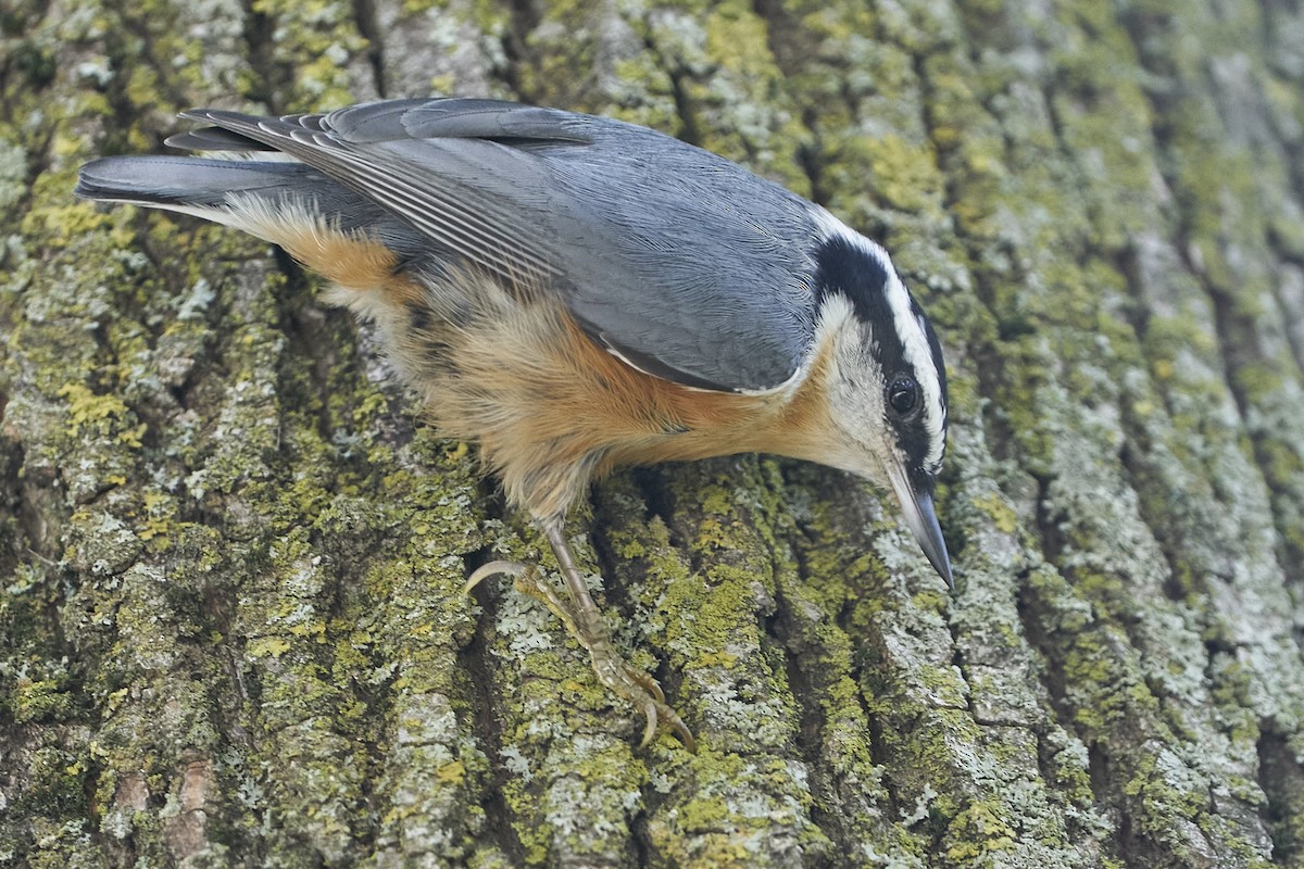 Red-breasted Nuthatch - ML481583391