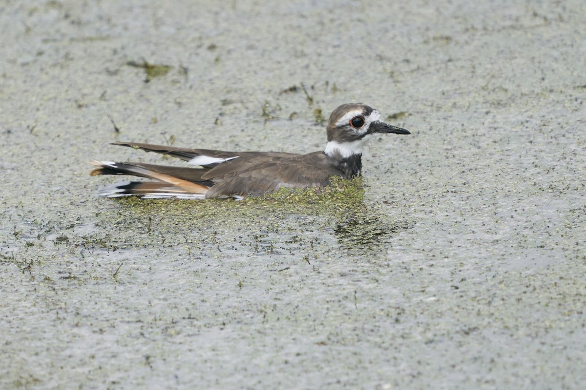 Killdeer - ML481583601