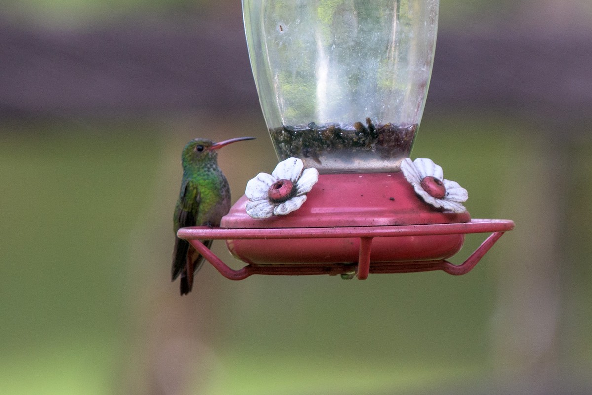 Rufous-tailed Hummingbird - Michal Lukaszewicz