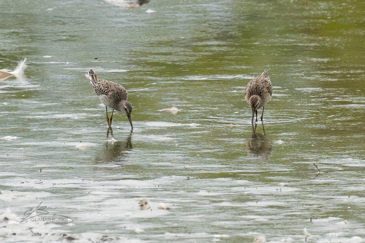 Stilt Sandpiper - ML481584961