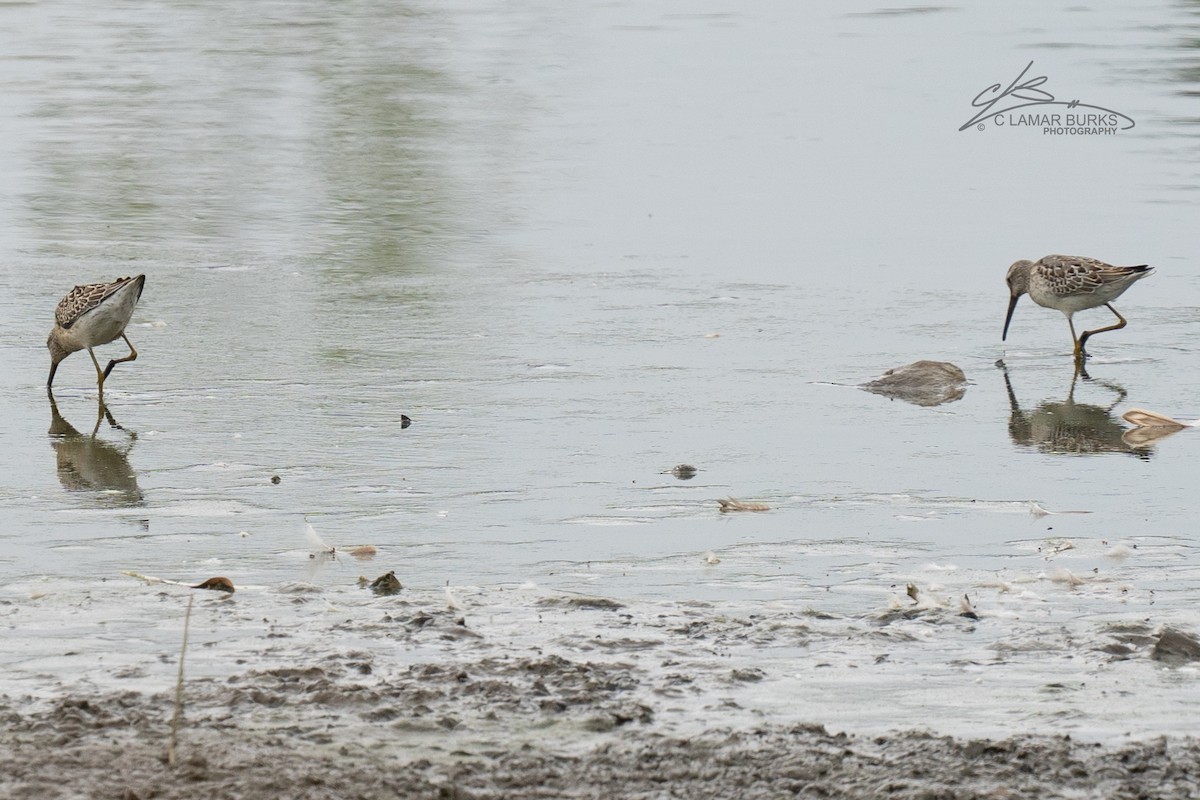 Stilt Sandpiper - ML481584971