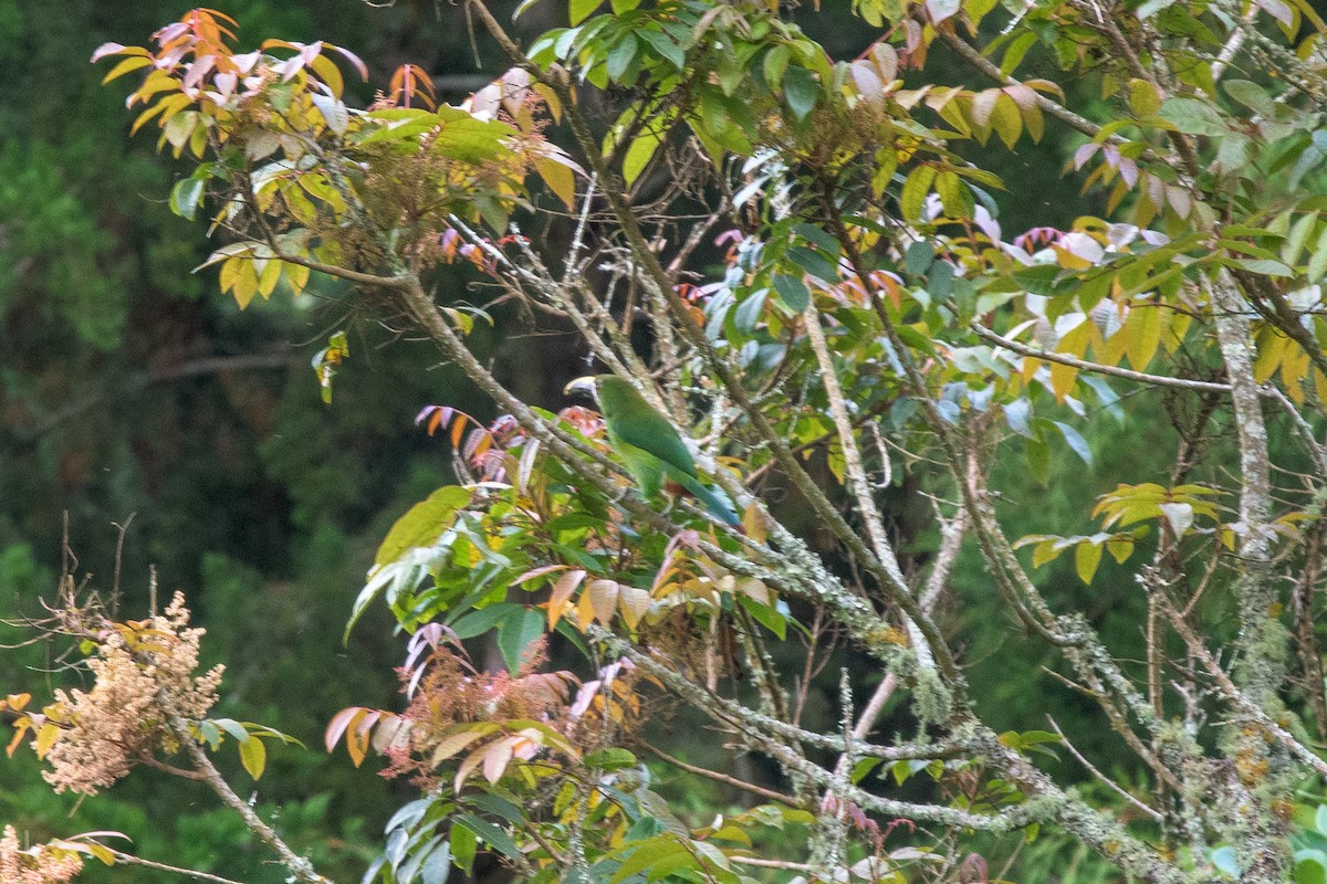 Southern Emerald-Toucanet - Michal Lukaszewicz