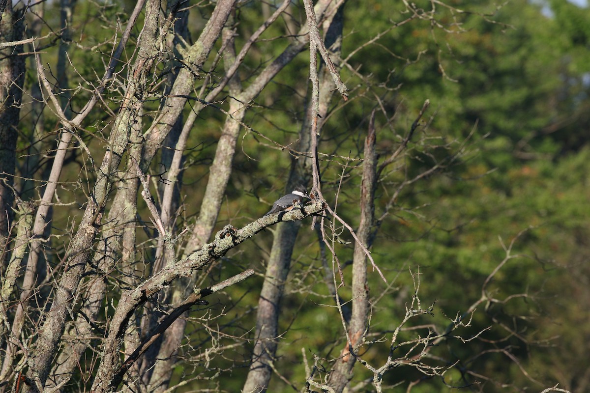 Belted Kingfisher - ML481585791
