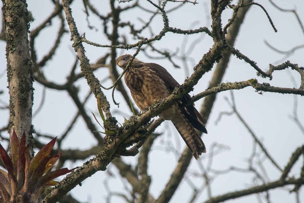 Caracara Chimachima - ML481585821