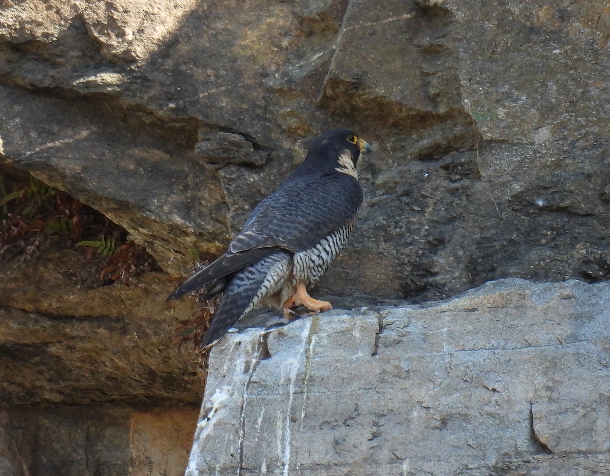 Peregrine Falcon - ML481586181