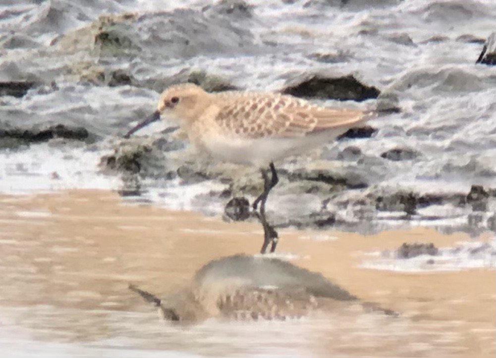 Baird's Sandpiper - ML481586561