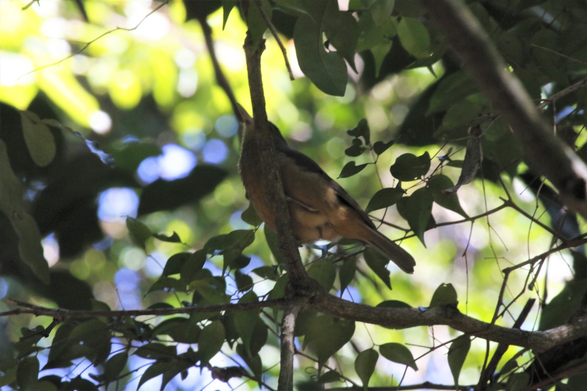 Rufous Shrikethrush - James Oates