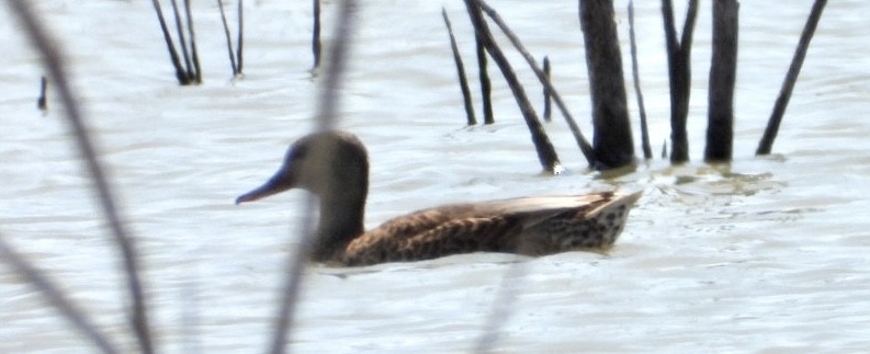 Gadwall - ML481587621