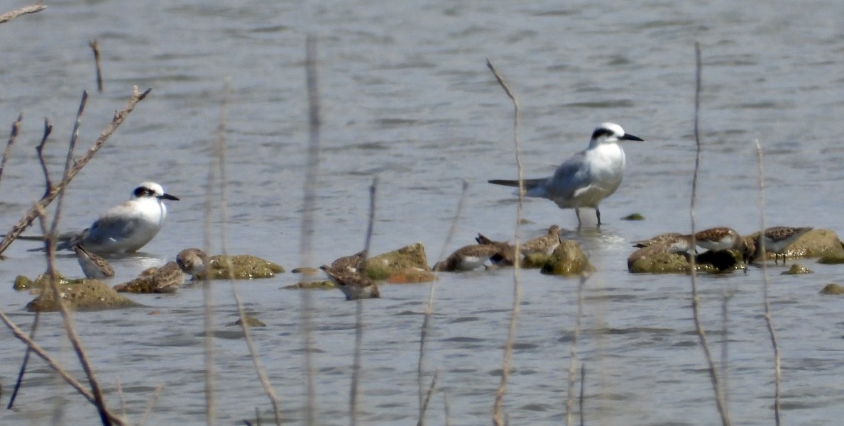 Forster's Tern - ML481587751