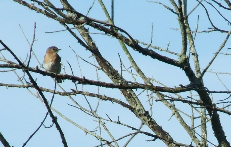 Eastern Bluebird - ML481587931