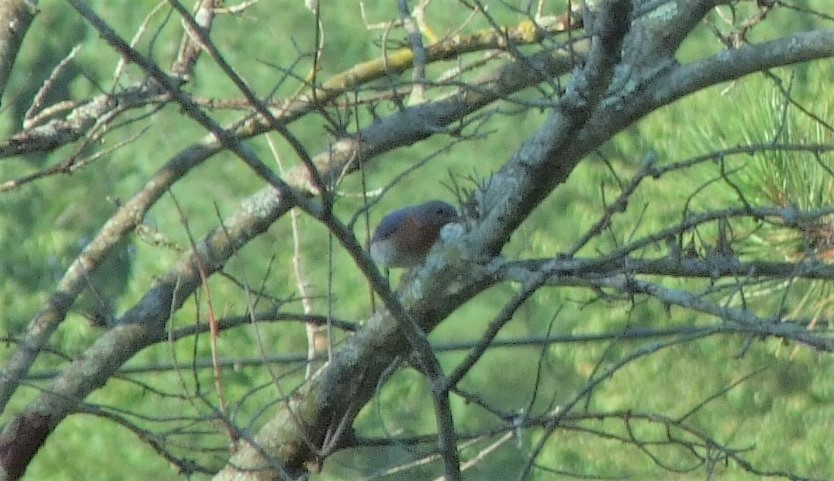 Eastern Bluebird - ML481587941