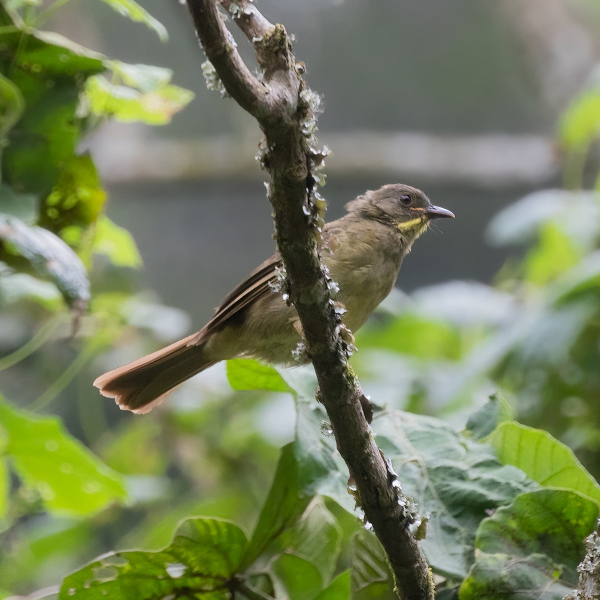 Yellow-whiskered Greenbul - ML481588441