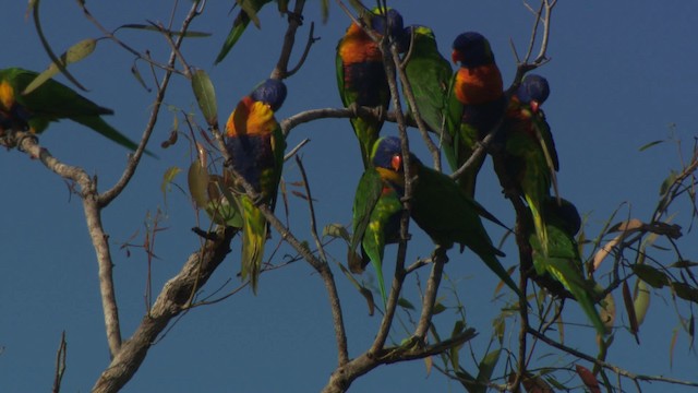 Rainbow Lorikeet - ML481589