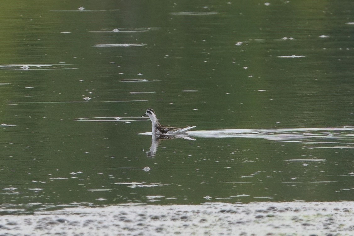 Red-necked Phalarope - ML481590591