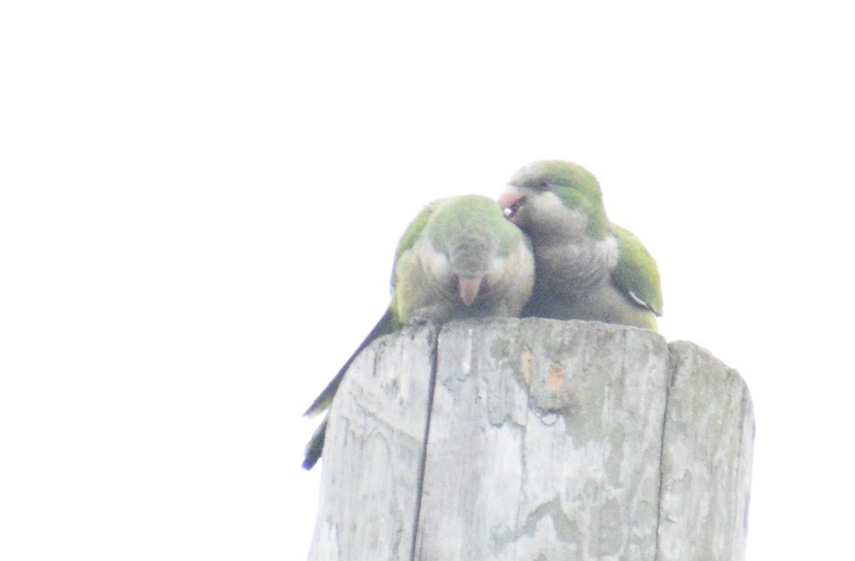 Monk Parakeet - ML481590801