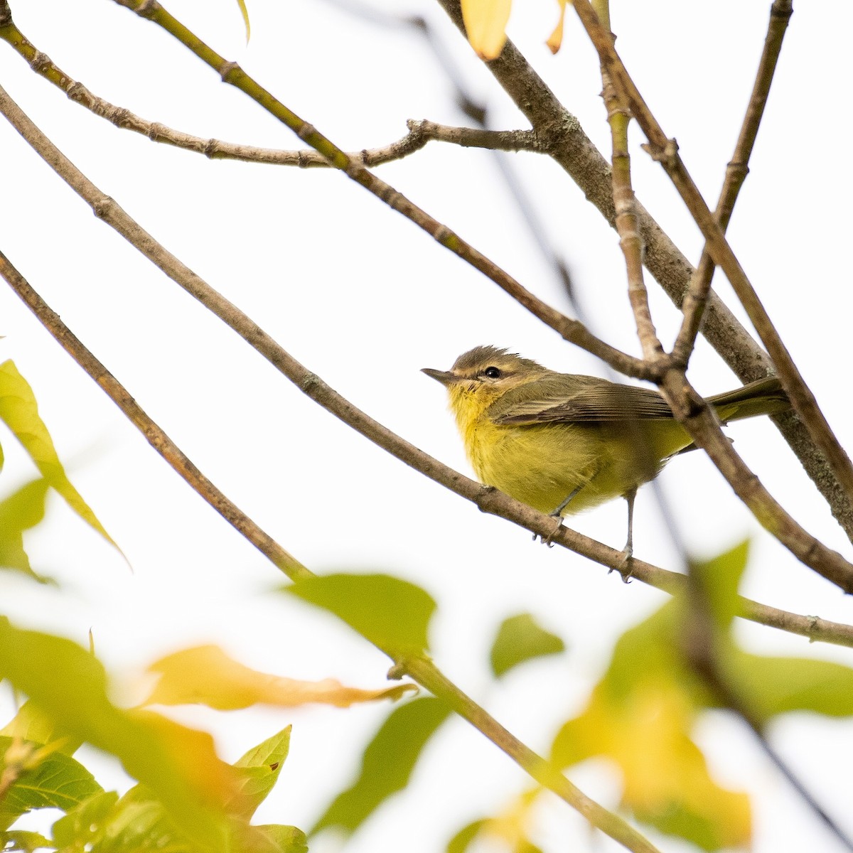 Philadelphia Vireo - ML481591721