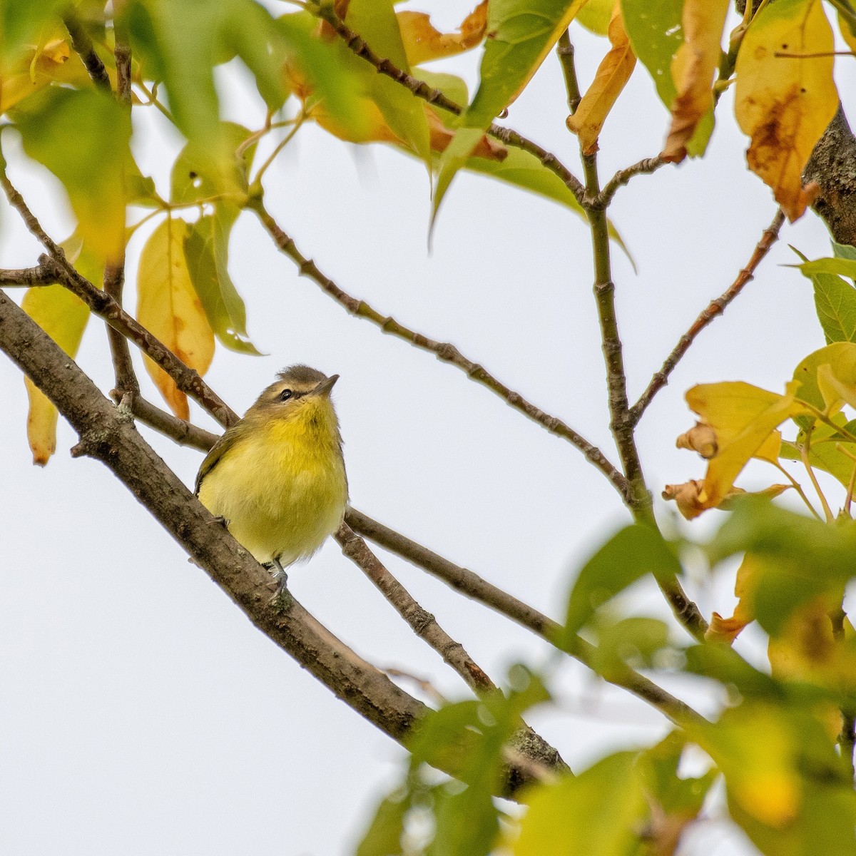 Philadelphia Vireo - ML481591731