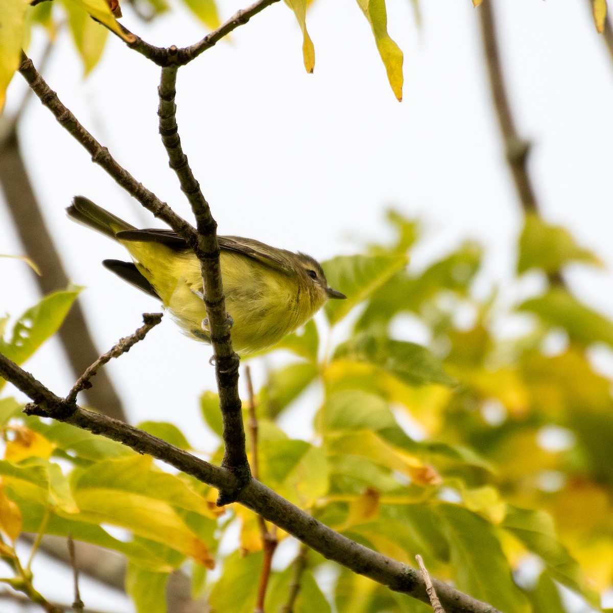 Philadelphia Vireo - ML481591741