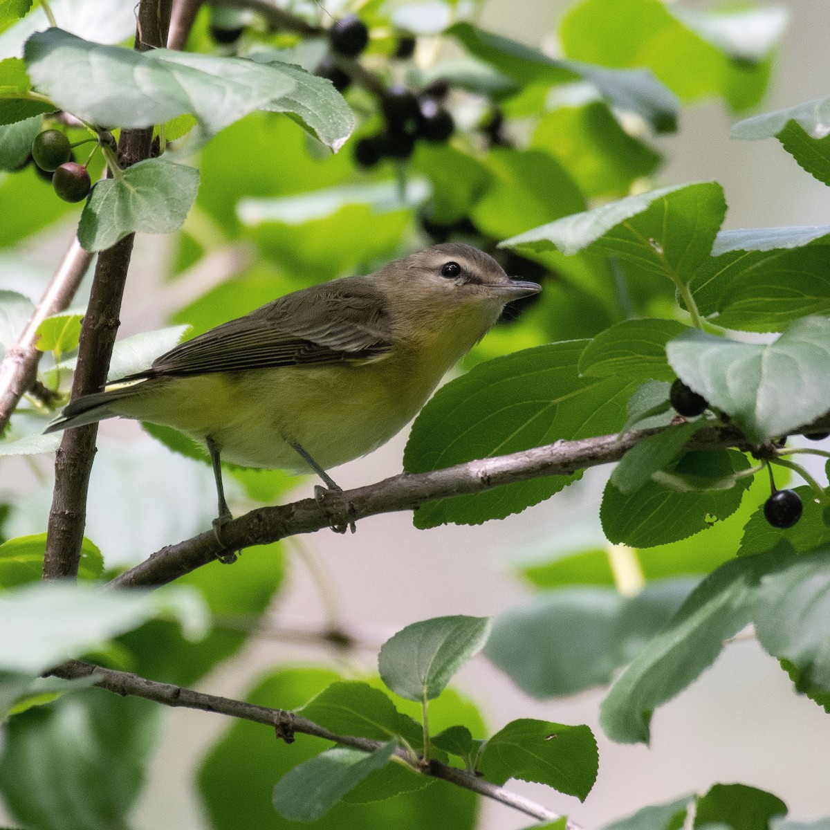 Philadelphia Vireo - ML481591751