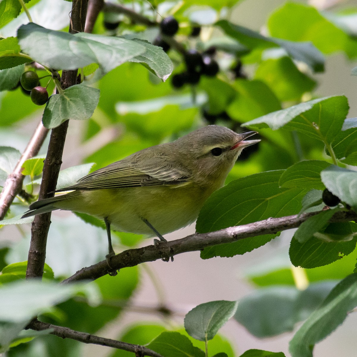 Vireo de Filadelfia - ML481591761