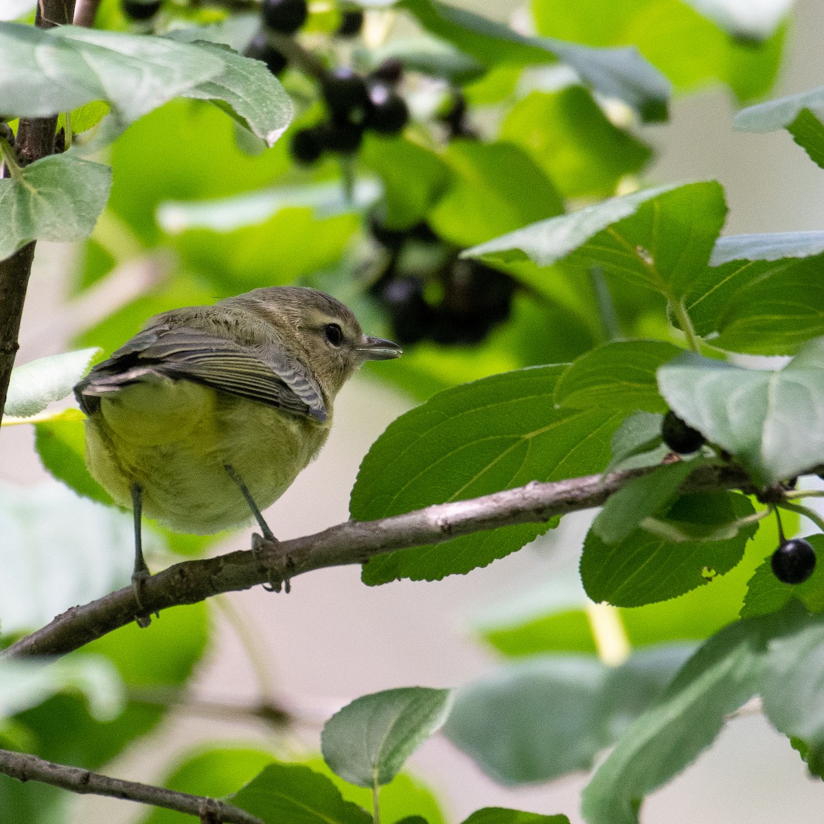 Vireo de Filadelfia - ML481591771