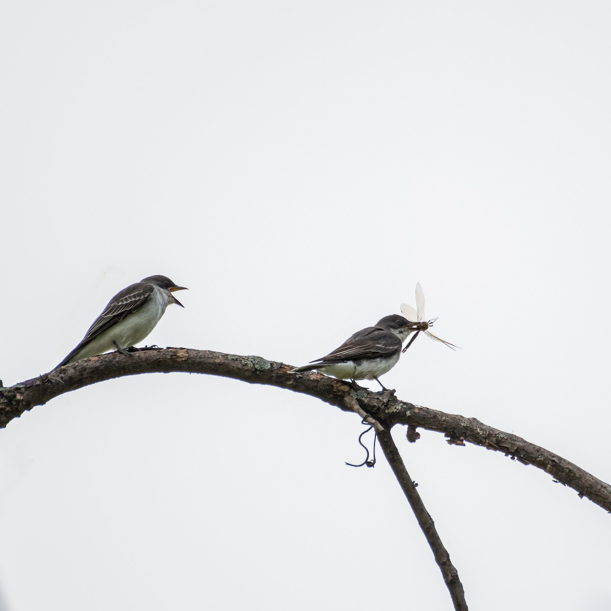 Eastern Kingbird - ML481592101