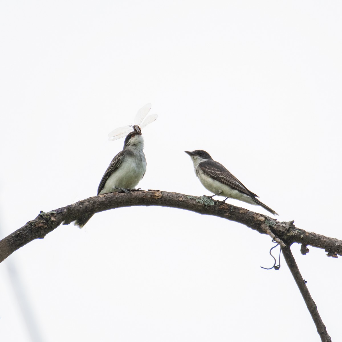 Eastern Kingbird - Christine Pelletier et (Claude St-Pierre , photos)