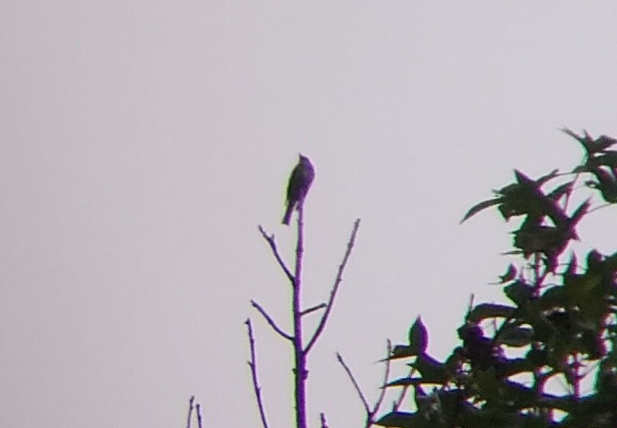 Olive-sided Flycatcher - ML481592261