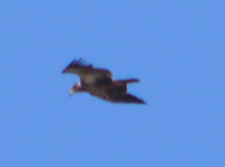 Bald Eagle - ML48159271