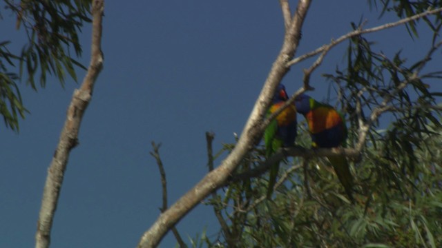 Rainbow Lorikeet - ML481594