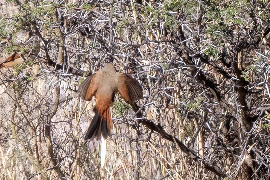 Brown-capped Tit-Spinetail - ML481594181