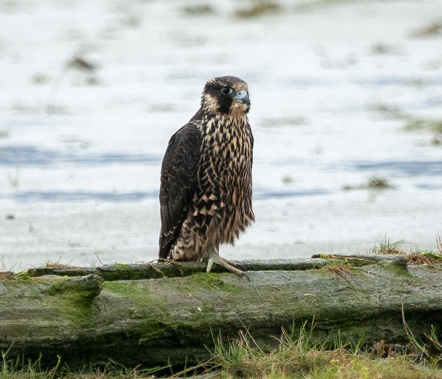 Peregrine Falcon - Scott Fischer