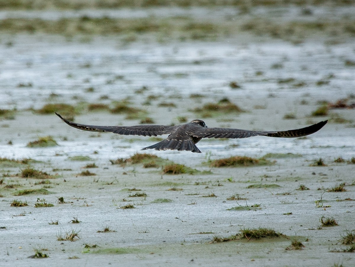 Peregrine Falcon - Scott Fischer