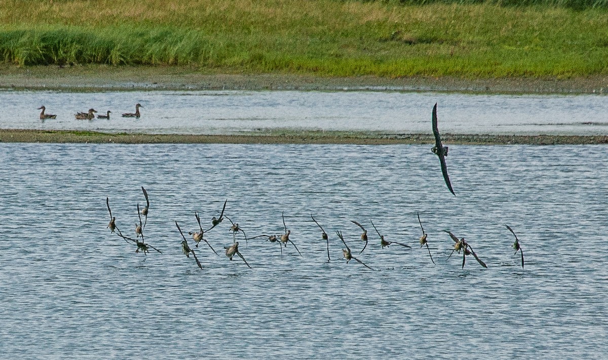 Halcón Peregrino - ML481594981