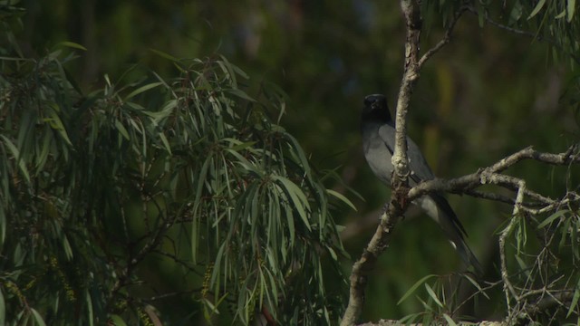 Black-faced Cuckooshrike - ML481595