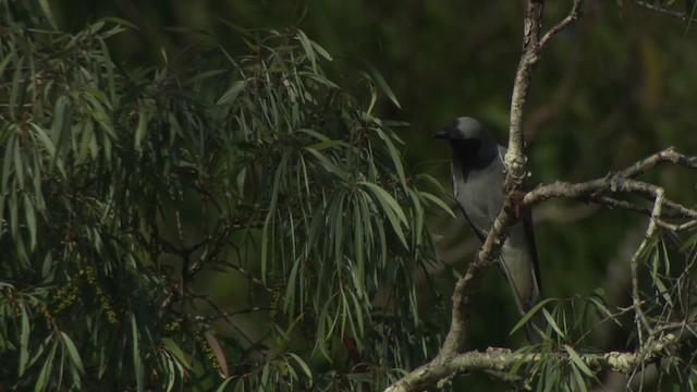 Black-faced Cuckooshrike - ML481596