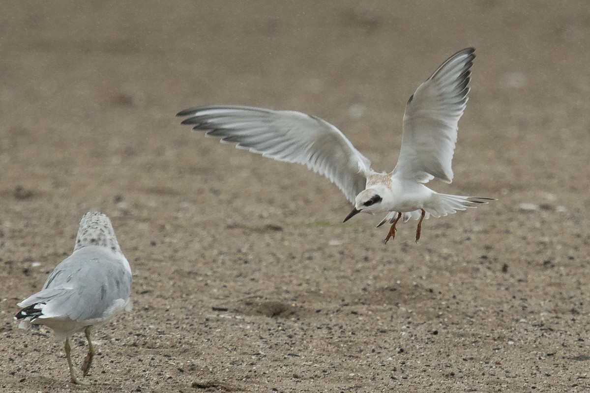 Forster's Tern - Ryan Griffiths