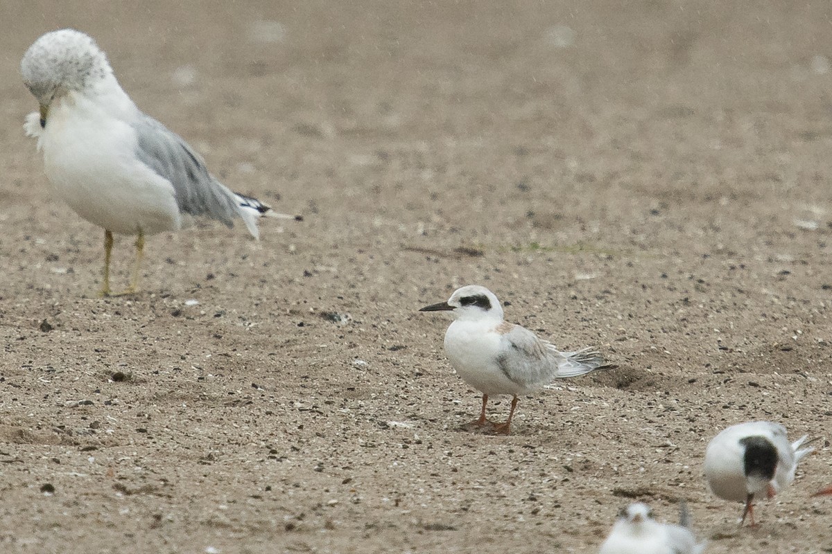 Forster's Tern - ML481596371