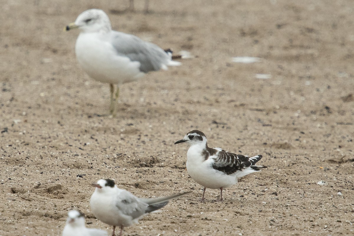 Little Gull - Ryan Griffiths
