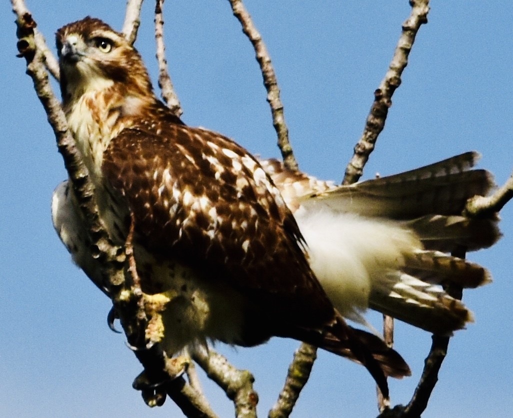 Red-shouldered Hawk - ML481598481