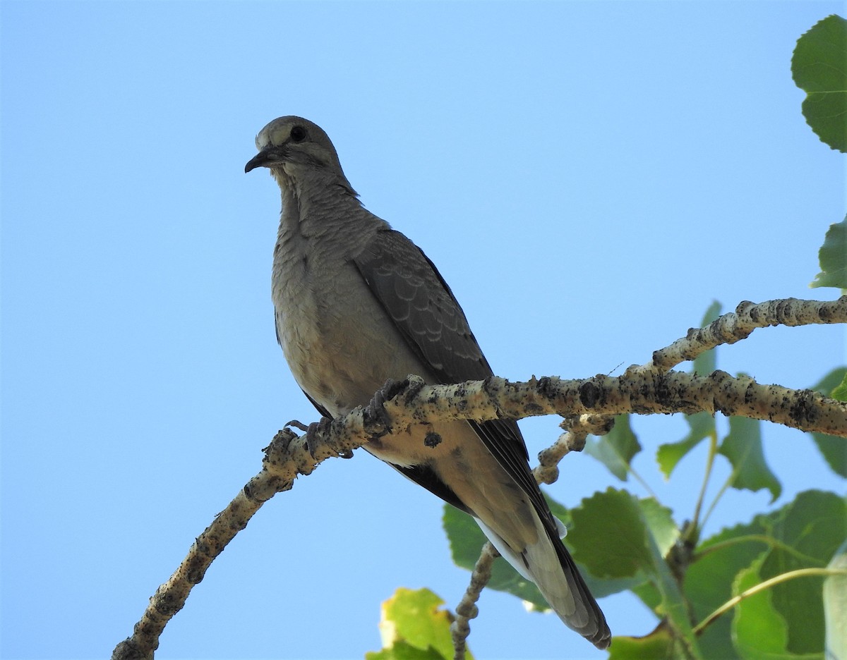Mourning Dove - T B