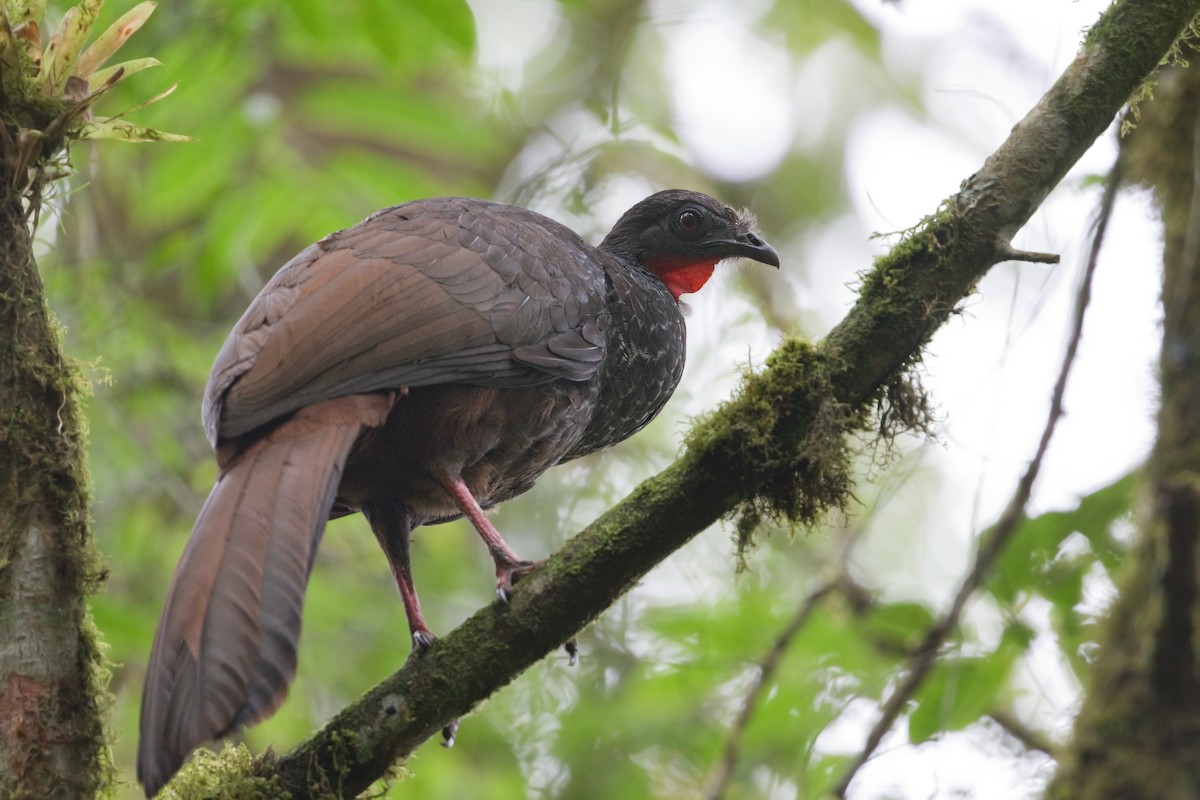 Cauca Guan - ML481600441