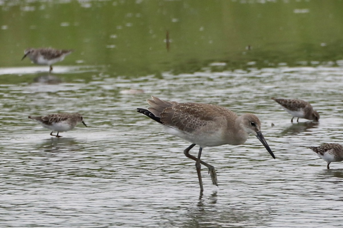 Willet (Western) - ML481602431